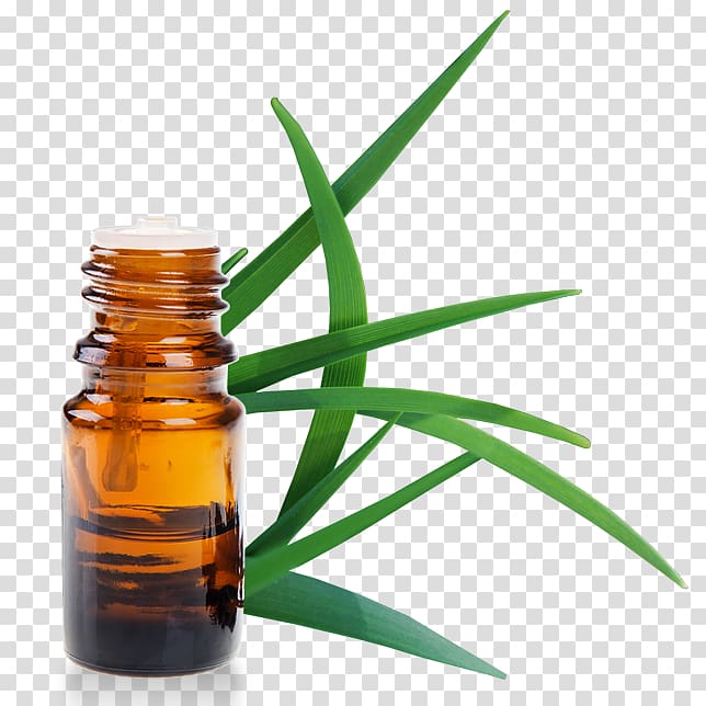 English lavender Cymbopogon citratus Essential oil Citronella oil, oil transparent background PNG clipart