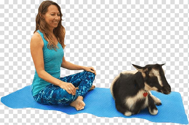 Goat Yoga instructor Pet Animal-assisted therapy, goat transparent background PNG clipart