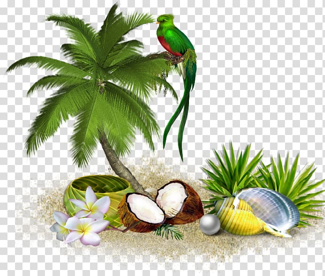 Tree Coconut , tropical island transparent background PNG clipart