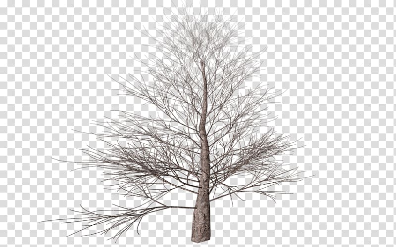 brown leafless tree, Winter Tree transparent background PNG clipart