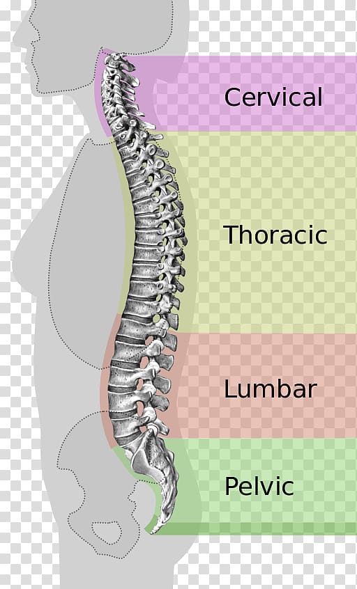 Vertebral column Neutral spine Lumbar vertebrae Ligament, Vertebral Foramen transparent background PNG clipart