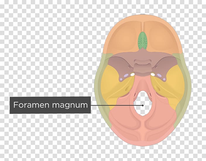 Hypoglossal canal Foramen magnum Occipital bone Jugular foramen, skull transparent background PNG clipart