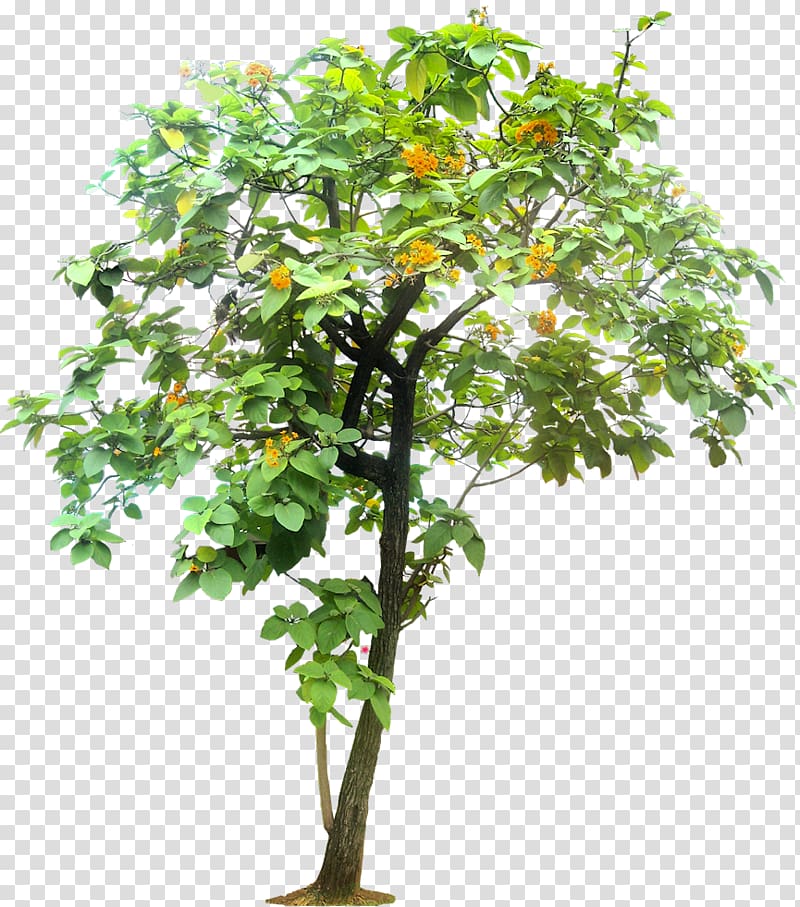 Tree Tropics Cordia sebestena, tropical plant transparent background PNG clipart