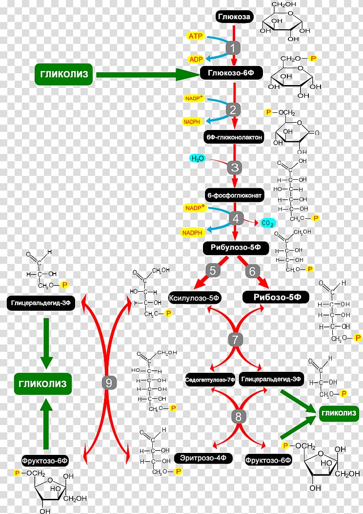 Cellular respiration Pentose phosphate pathway Metabolism, pathway transparent background PNG clipart