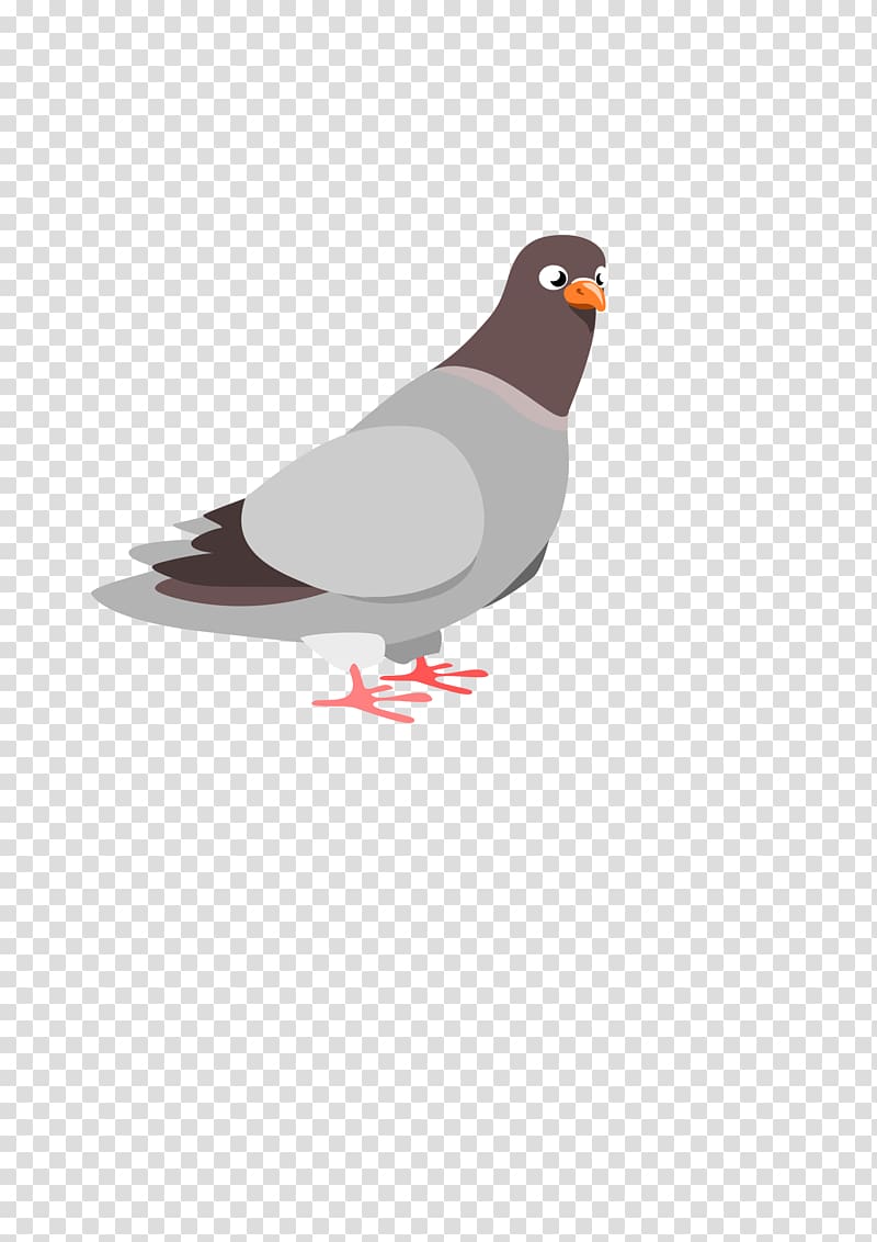 Columbidae Domestic pigeon Squab , pigeon transparent background PNG clipart