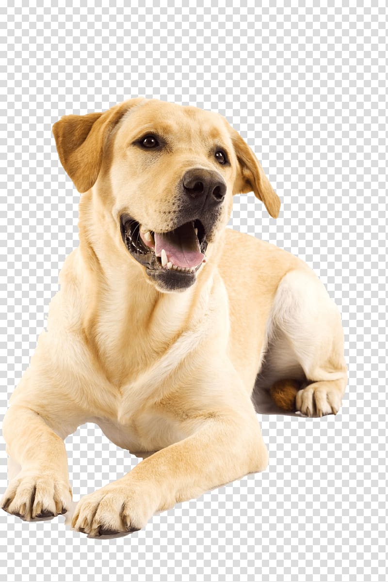 Dog Cat Puppy Pet Veterinarian, golden retriever transparent background PNG clipart