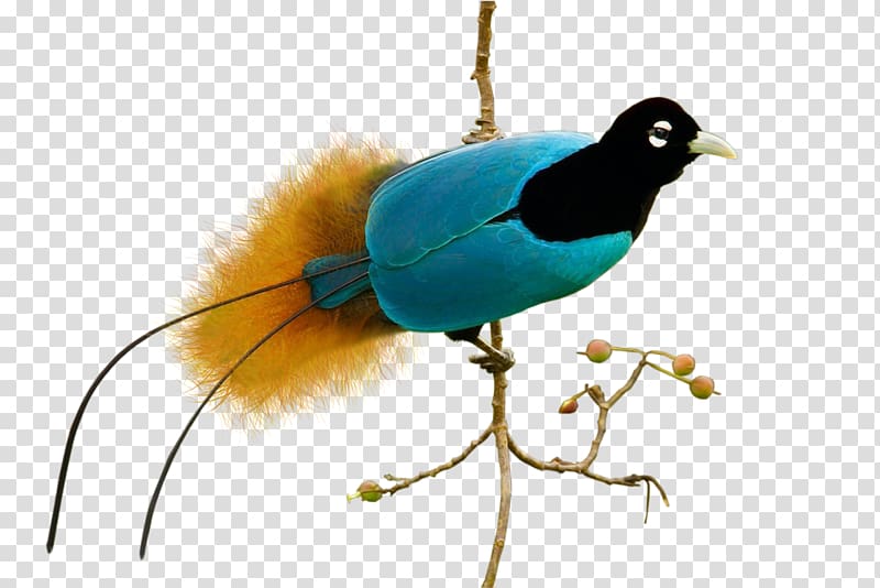 Bay Area Birds , birds transparent background PNG clipart | HiClipart