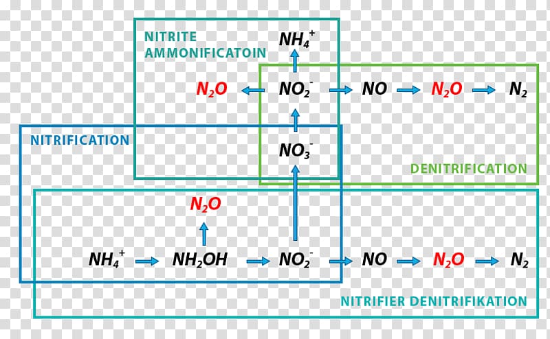 Simultaneous nitrification–denitrification Denitrifying bacteria Nitrous oxide, others transparent background PNG clipart