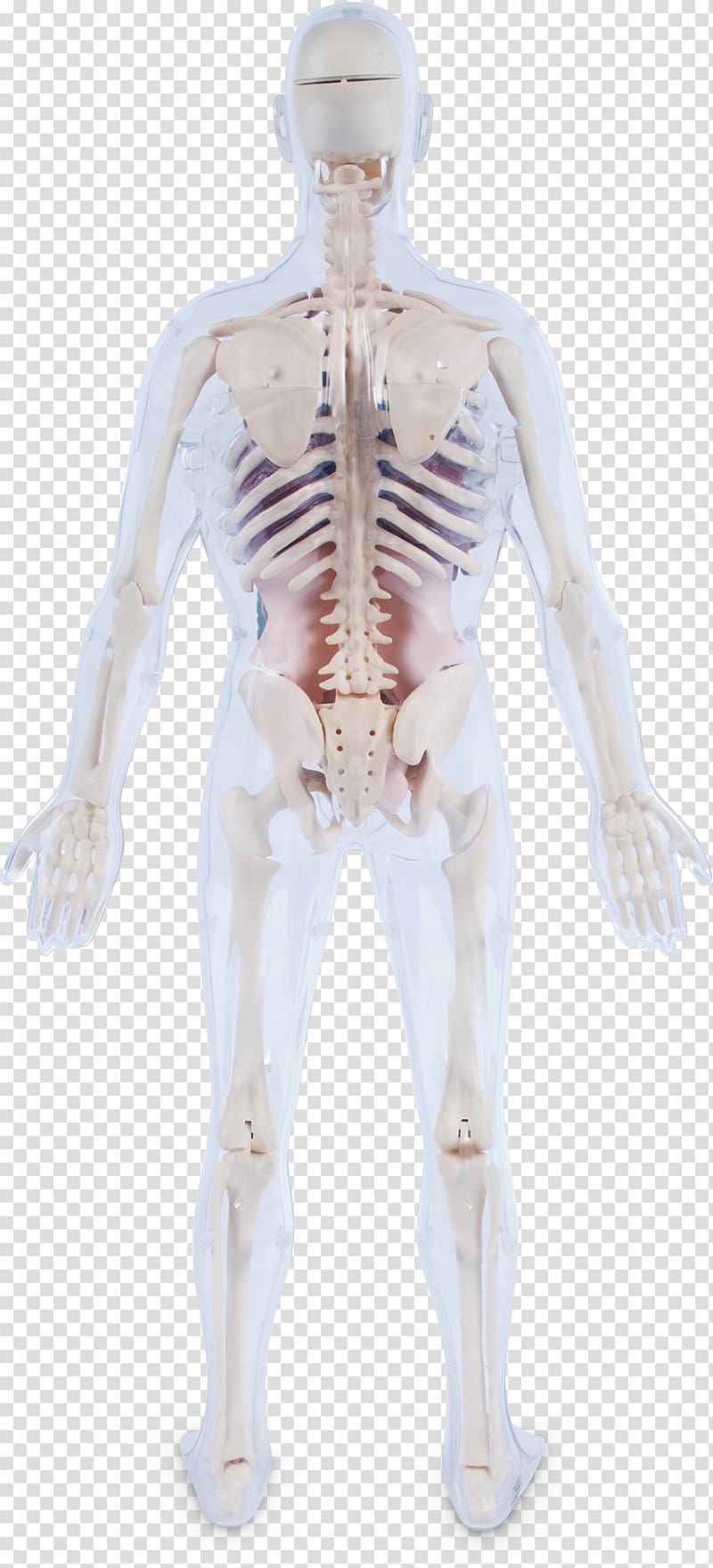Arm Human body Organ Torso Hip, anatomy transparent background PNG clipart