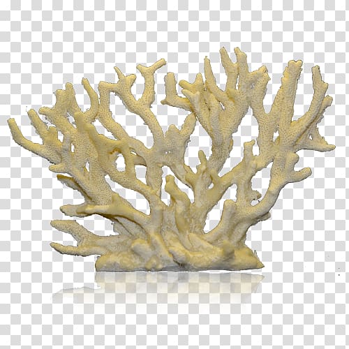Staghorn coral Coral reef Alcyonacea, non toxic transparent background PNG clipart