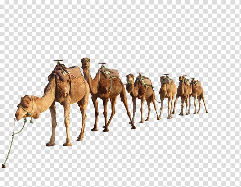 six camels, Dromedary Camel, Camel 4 transparent background PNG clipart