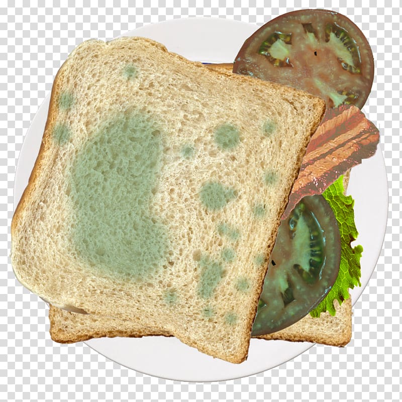 Toast Tomato Recipe, moldy transparent background PNG clipart