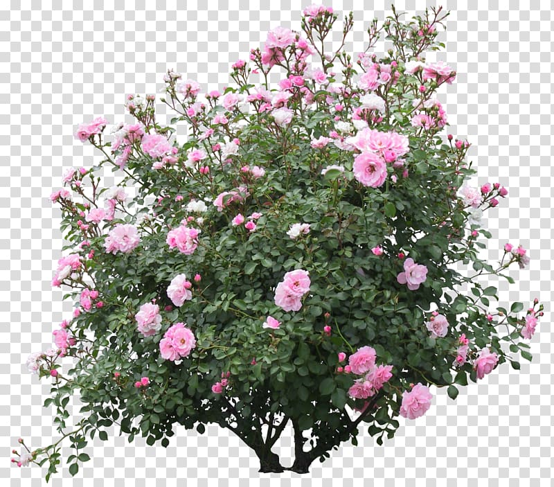 pink roses illustration, Shrub Flower Plant Rose, bushes transparent background PNG clipart