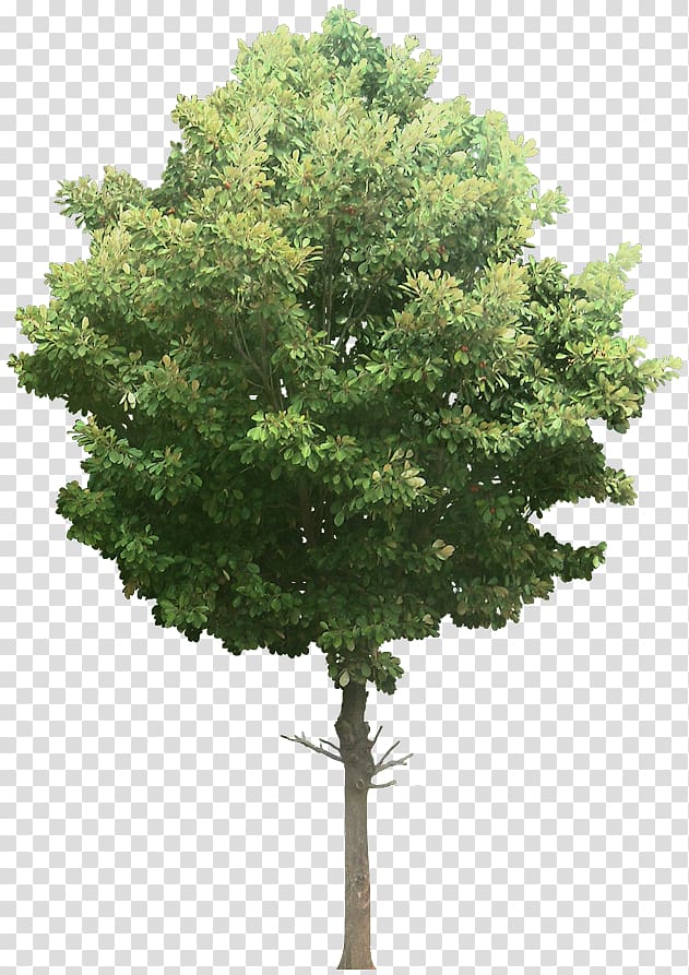 Tree English walnut Oak Desktop , mango tree transparent background PNG ...