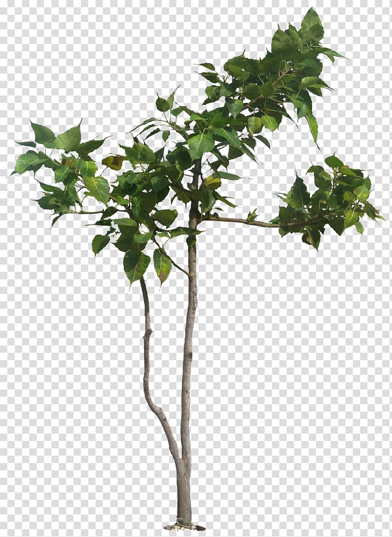 Populus nigra Tree Banyan Ficus religiosa Plant, tropical plant transparent background PNG clipart