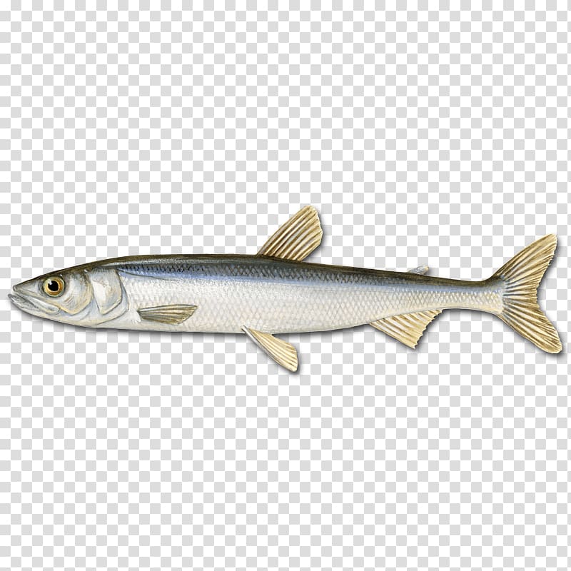 Sardine Bergen Capelin Oily fish Herring, others transparent background PNG clipart