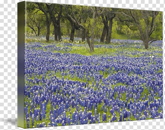 Bluebonnet Gallery wrap English lavender Meadow Texas, bluebonnet flower transparent background PNG clipart