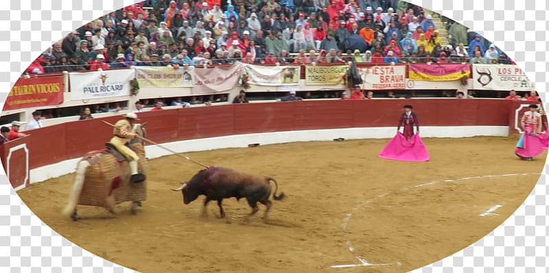 Bullfighting Bullring Bullfighter Rodeo, bull transparent background PNG clipart