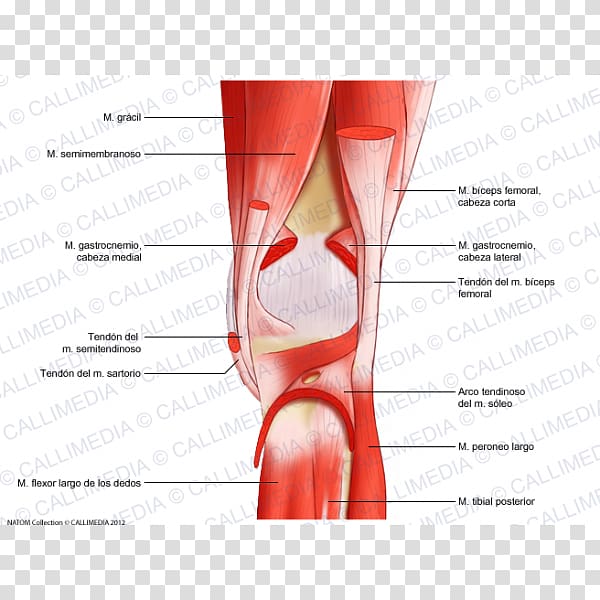 Knee Posterior compartment of thigh Semimembranosus muscle, tendon transparent background PNG clipart