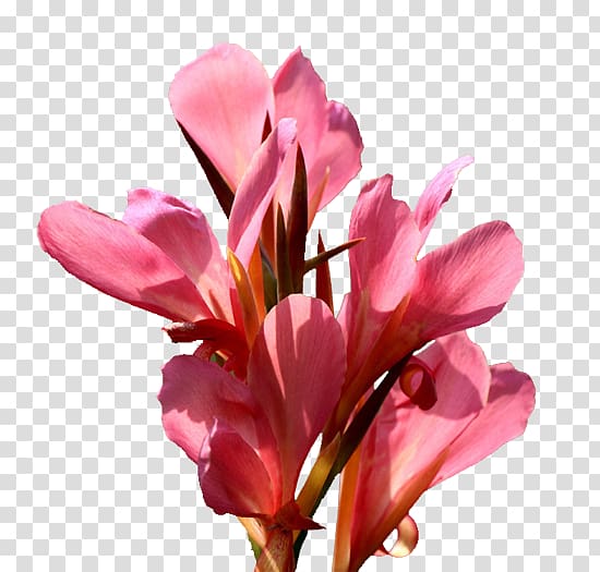 Canna indica Flower Icon, Cannabis transparent background PNG clipart