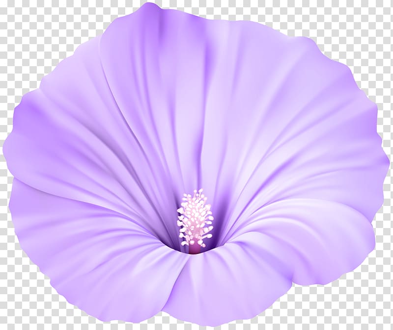 purple hibiscus , Violet Flower , Violet Flower transparent background PNG clipart