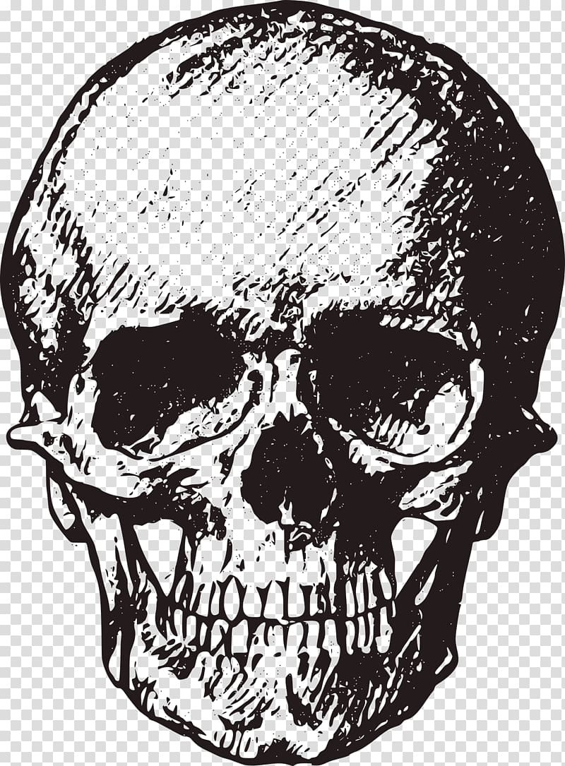 Skull Bone Human skeleton , Sketch style skull transparent background PNG clipart