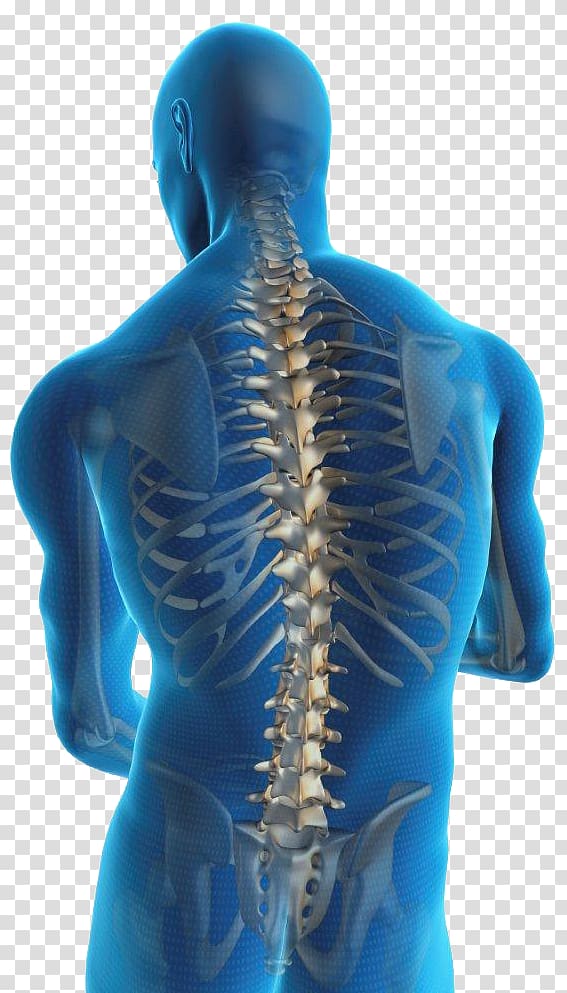 Low back pain Pain management Human back Spinal disc herniation, Manual Mobilization Of The Joints Joint Examinatio transparent background PNG clipart