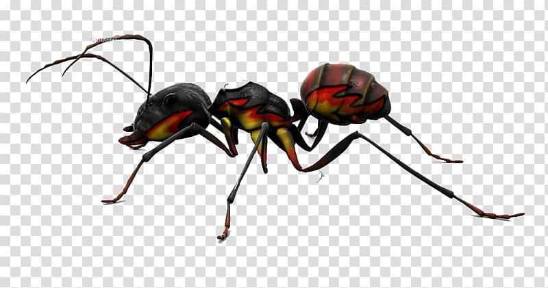 Red imported fire ant Insect Stinger Pest, God Ants transparent background PNG clipart