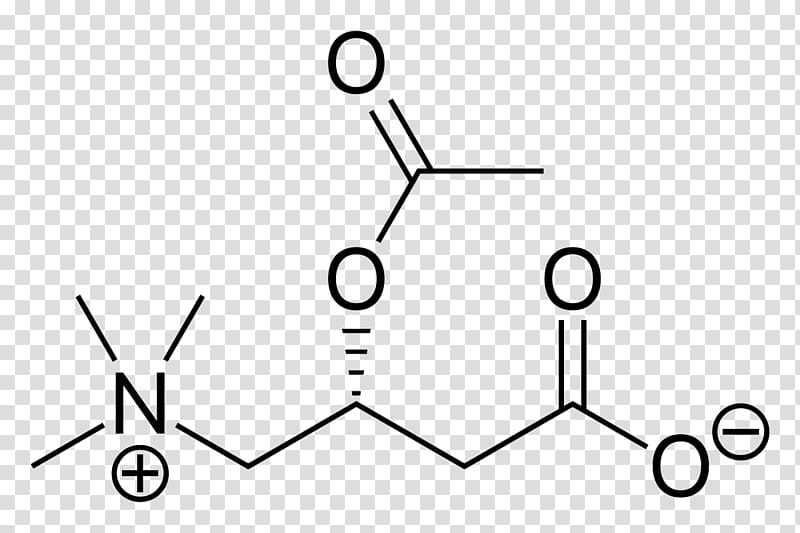 gamma-Aminobutyric acid Amino acid Neurotransmitter Chemical compound, half life transparent background PNG clipart