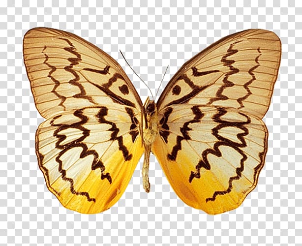Monarch butterfly Moth Animation, butterfly transparent background PNG clipart