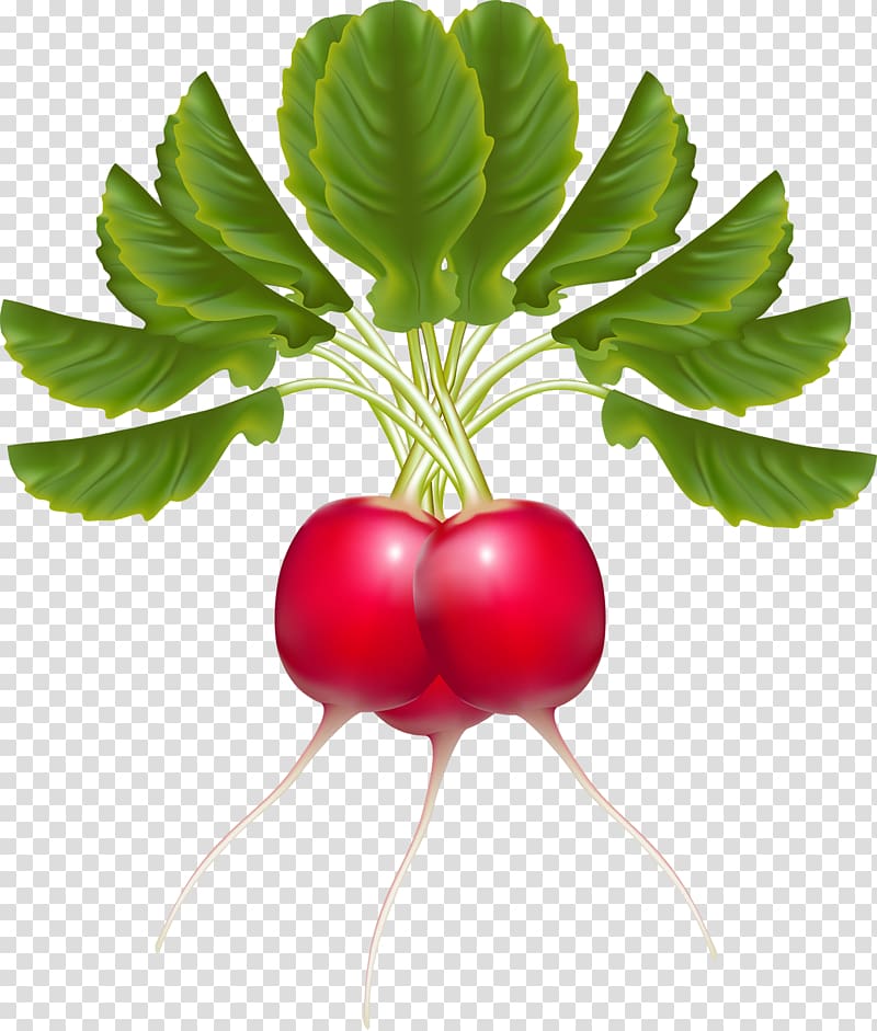 Garden radish Vegetable Food Carrot, parsley transparent background PNG clipart