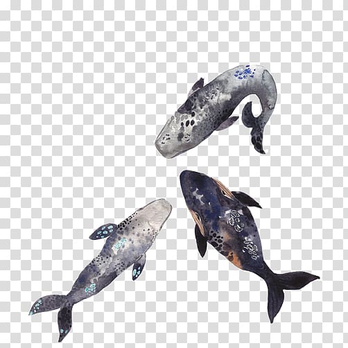 Sperm whale Toothed whale Killer whale Narwhal, Whale combination material transparent background PNG clipart