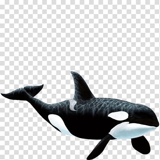 Wall decal Killer whale Sticker, nature sea animals whale transparent background PNG clipart