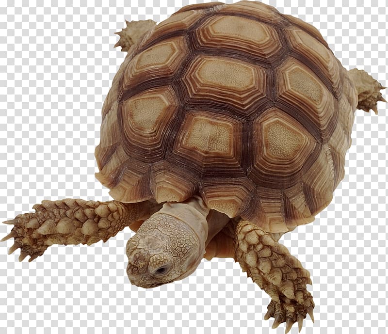 Vertebrate Turtle Insect African spurred tortoise Animal, turtle transparent background PNG clipart