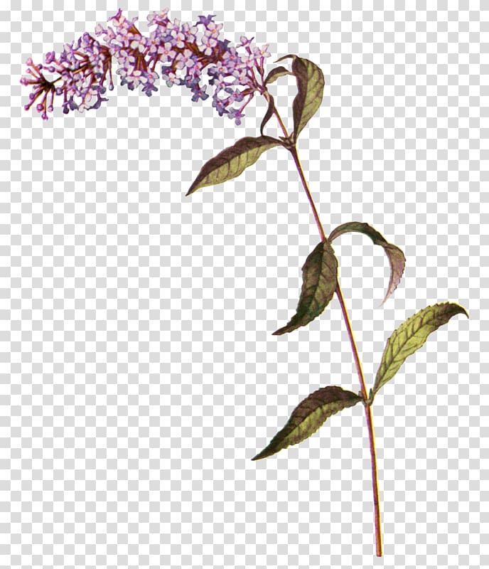 Common lilac Summer lilac Botany Twig, Buddleja Davidii \'fascination\' transparent background PNG clipart