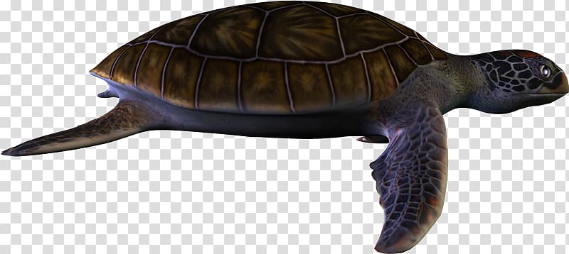 Box turtles Tortoise Common snapping turtle, Tortuga transparent background PNG clipart