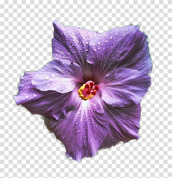 Mallows Hibiscus Violet Plant Lilac, hibiscus transparent background PNG clipart