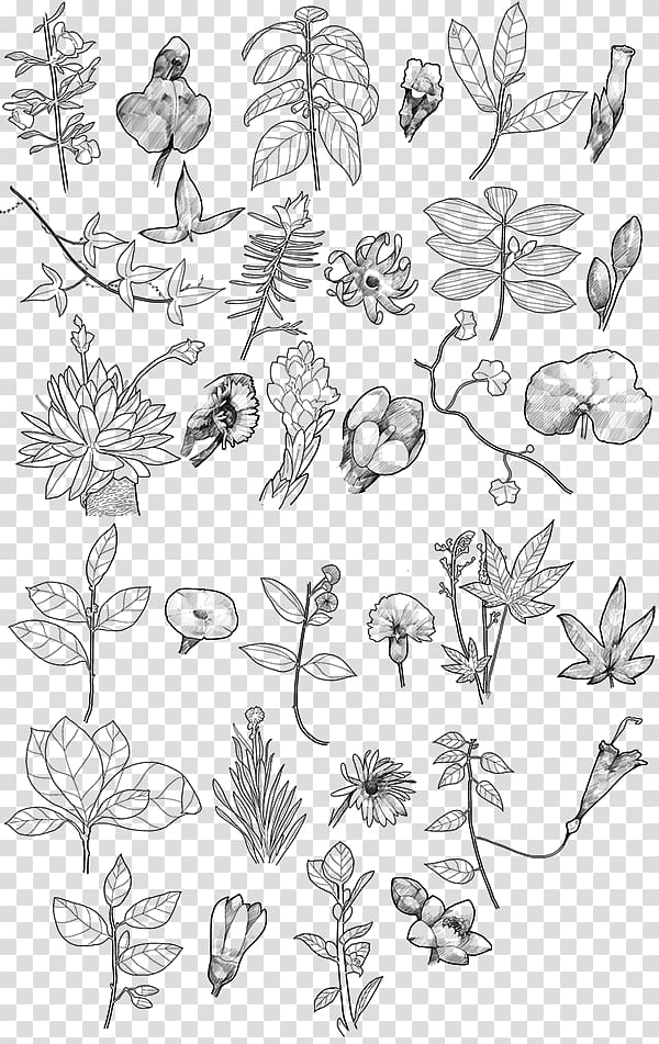 Biodiversity of Colombia Biodiversity of Colombia Floral design, others transparent background PNG clipart