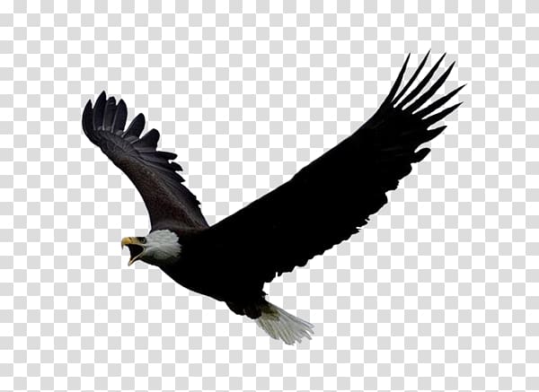 Bird of prey Bald eagle Portable Network Graphics , kartal transparent background PNG clipart