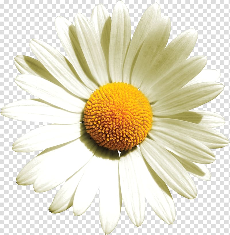 German chamomile Flower bouquet Common daisy, camomile transparent background PNG clipart