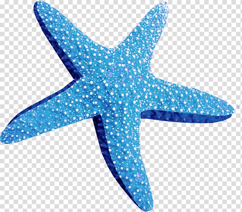 Starfish Brittle star Desktop , starfish transparent background PNG clipart