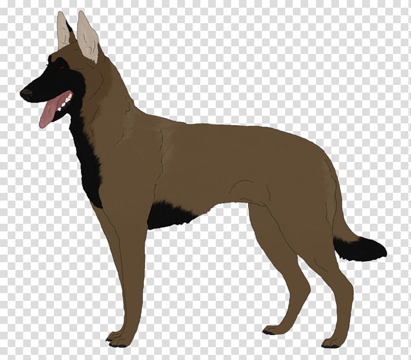 Dog breed Tervuren Belgian Shepherd Kunming wolfdog German Shepherd, malinois transparent background PNG clipart