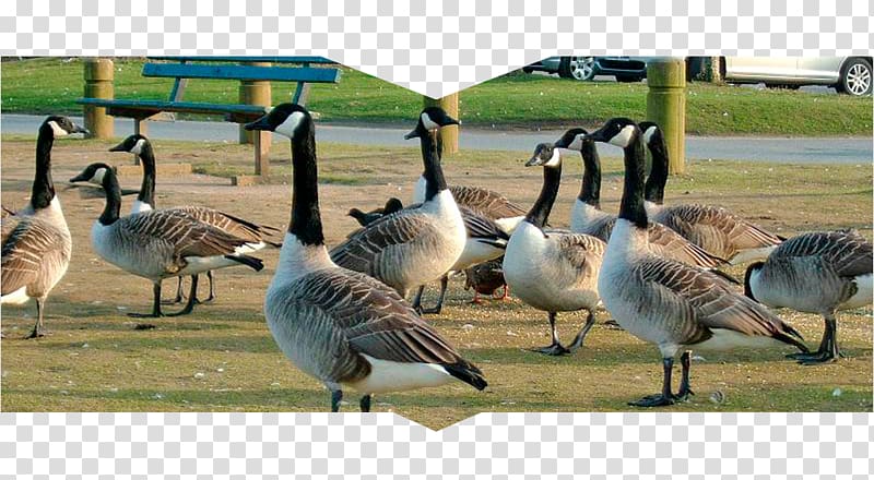 Canada Goose Duck Westerville Ohio Geese Control, goose transparent background PNG clipart