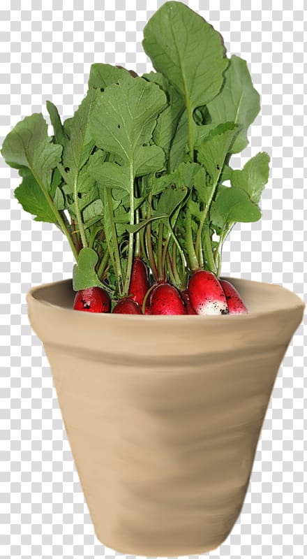 Chard Radish Carrot Vegetable Food, Carrot ah transparent background PNG clipart