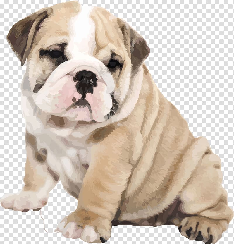 beige and white bulldog, American Bulldog Old English Bulldog iPhone 6S Puppy, cute pug puppy Bulldog transparent background PNG clipart