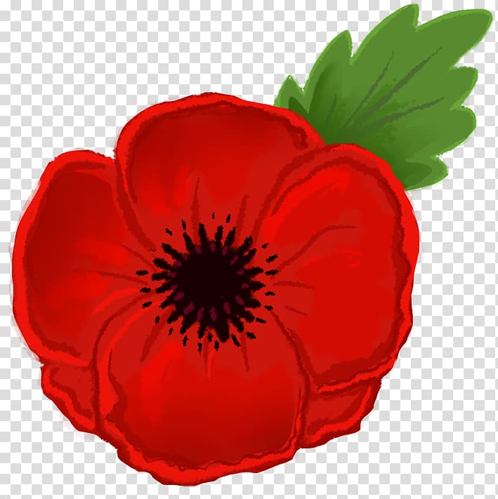 Remembrance poppy Drawing Flower , Poppy transparent background PNG clipart