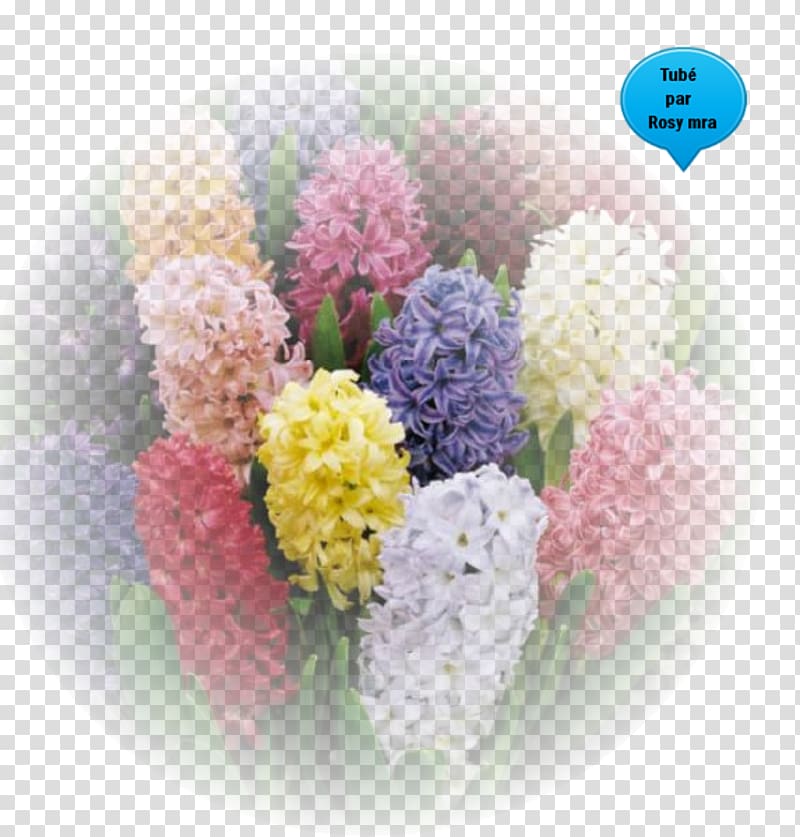 Spring Bulbs Hyacinth Flower Allium giganteum, Jacinth transparent background PNG clipart