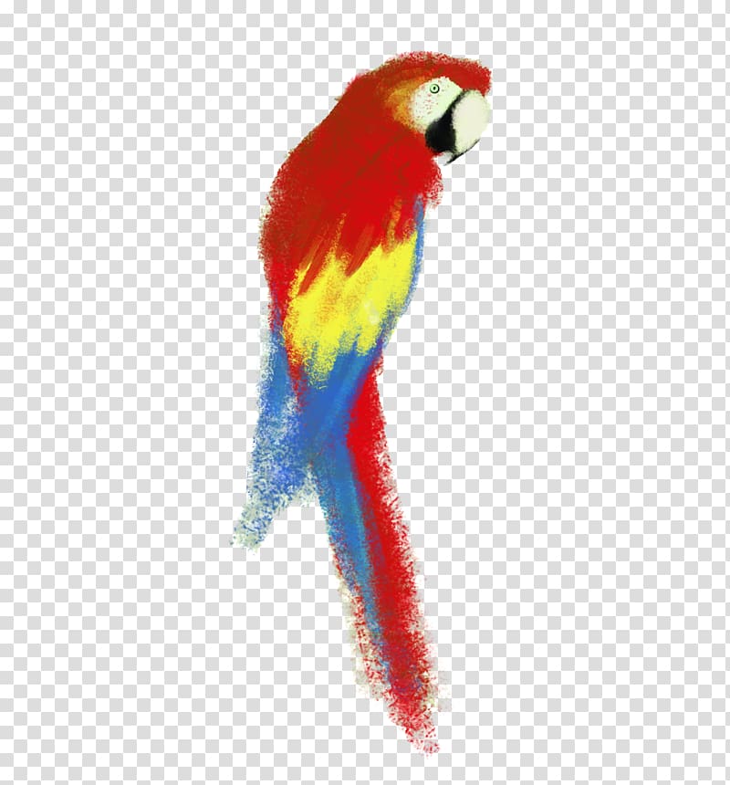 Parrot Budgerigar Lovebird Macaw, pirate parrot transparent background PNG clipart