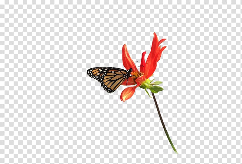 Monarch butterfly Nymphalidae Moth Flower, butterfly transparent background PNG clipart