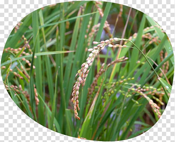 Sweet Grass Grasses Plant stem, others transparent background PNG clipart